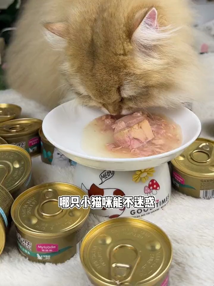 一箱24罐只要两位数,选自深海金枪鱼原切白肉段,营养老丰富了