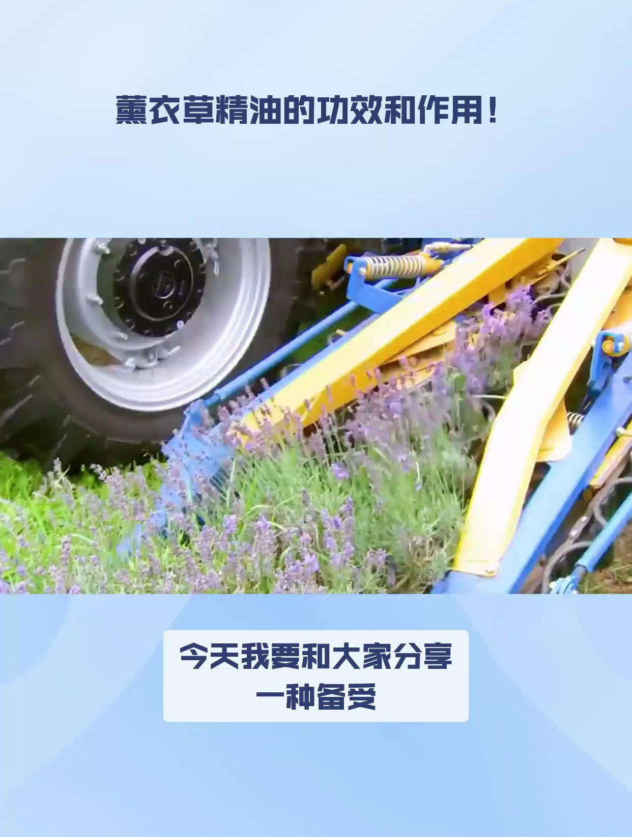薰衣草精油的功效和作用