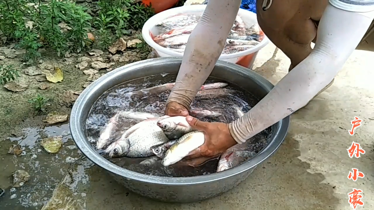 小伙捉了一盆野生鱼,差点提不动,到家老乡就来买