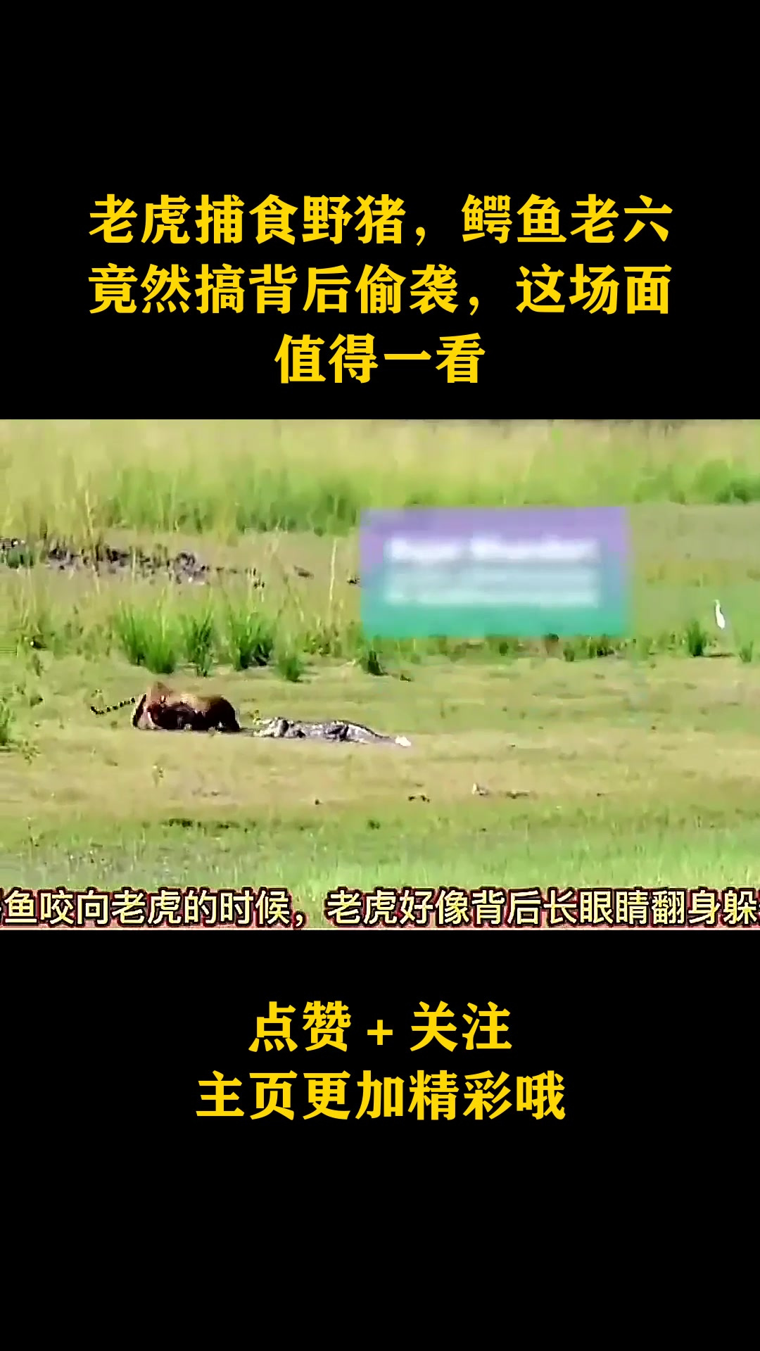 老虎捕食野猪,鳄鱼老六竟然搞背后偷袭,这场面值得一看