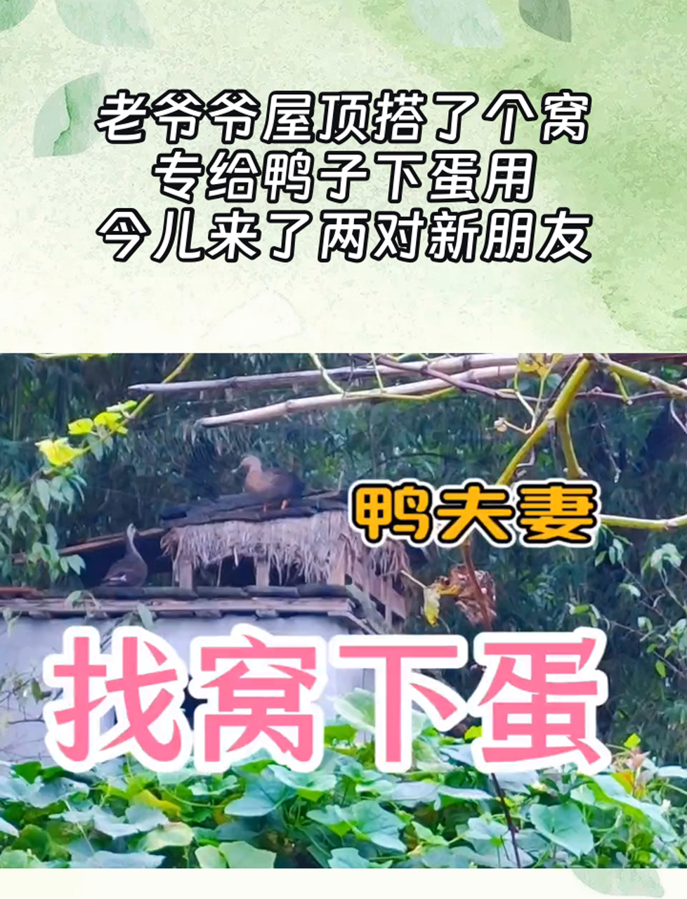 老爷爷屋顶搭了个窝,专给鸭子下蛋用,今儿来了两对新朋友