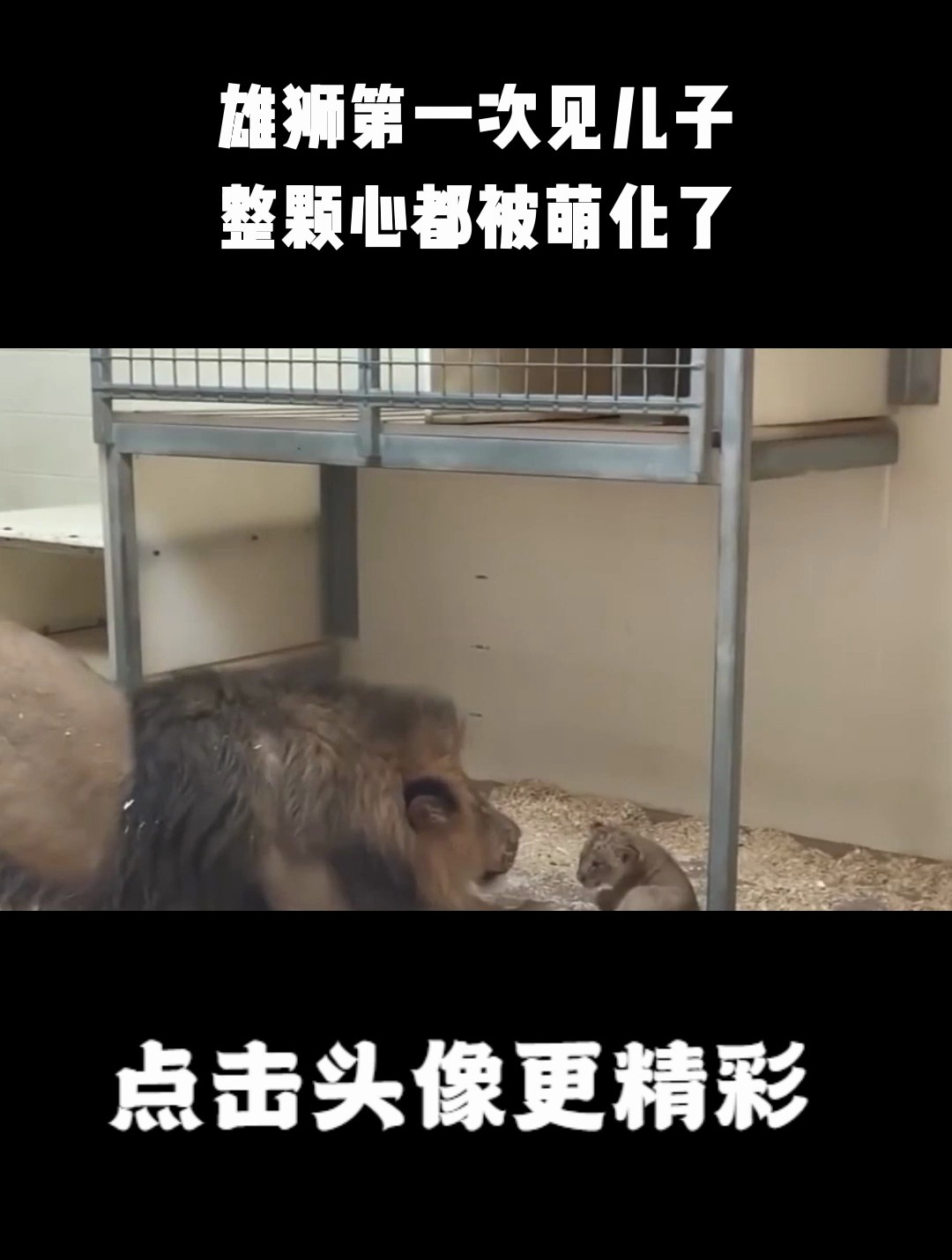 雄狮第一次见儿子,整颗心都被萌化了,接下来上演铁汉柔情