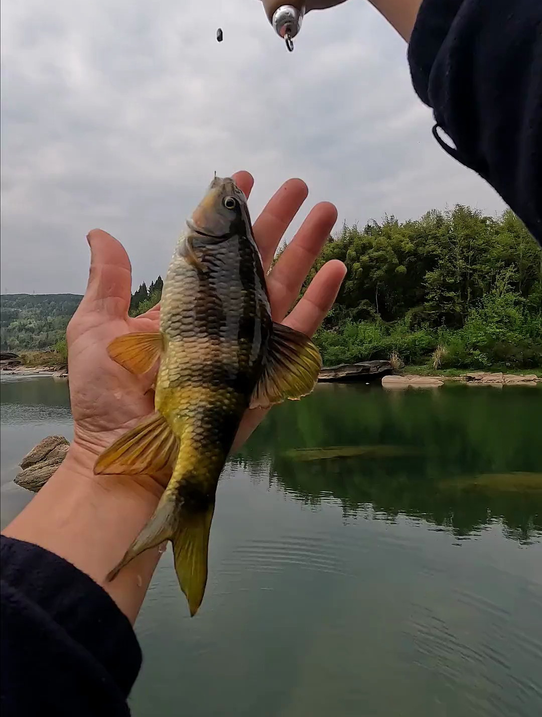 这个石斑鱼有没有半斤