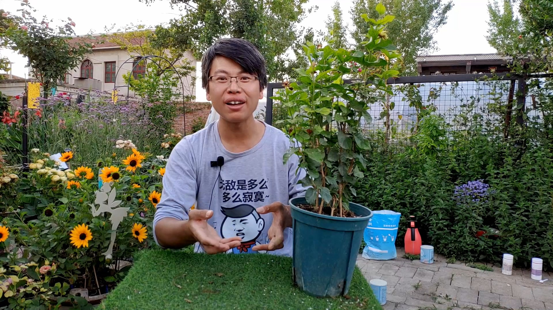 [图]虎头茉莉花大、香浓，但修剪要注意，和普通茉莉完全不同