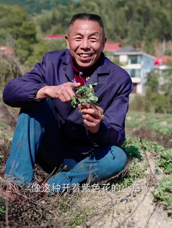 这种开紫花的野菜农村到处都是,长得像农民用的犁头,价值却很高