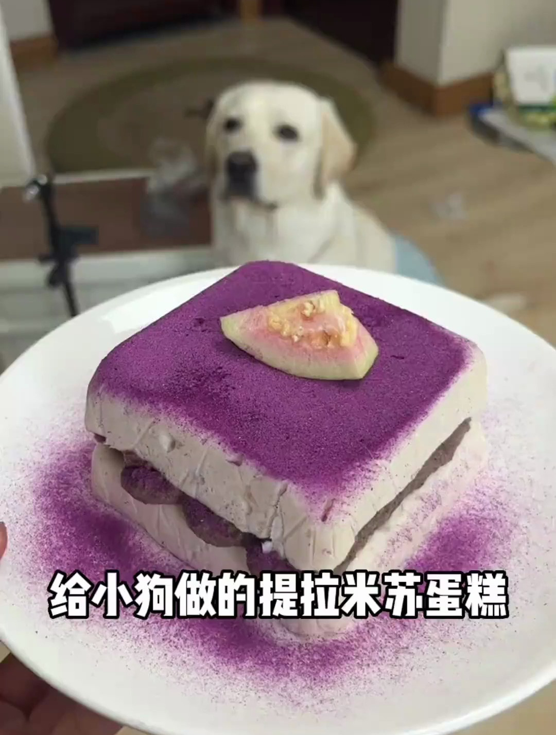 只需要三种食材,就能给小狗做提拉米苏蛋糕