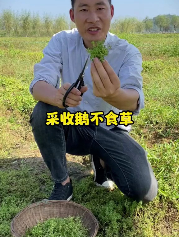 鹅不食草为一年生菊科植物石胡萎的全草,在夏秋二季采收