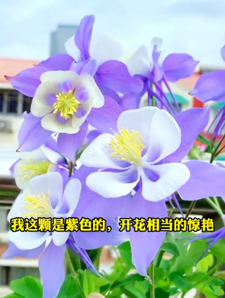 耧斗菜开花太仙了,耐旱又耐寒,种植简单,地栽盆栽开花不间断