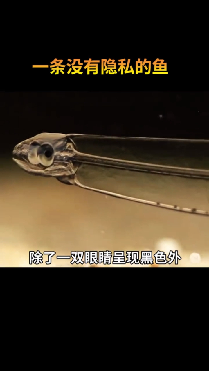 一条没有隐私的鱼,为什么说没有隐私呢?
