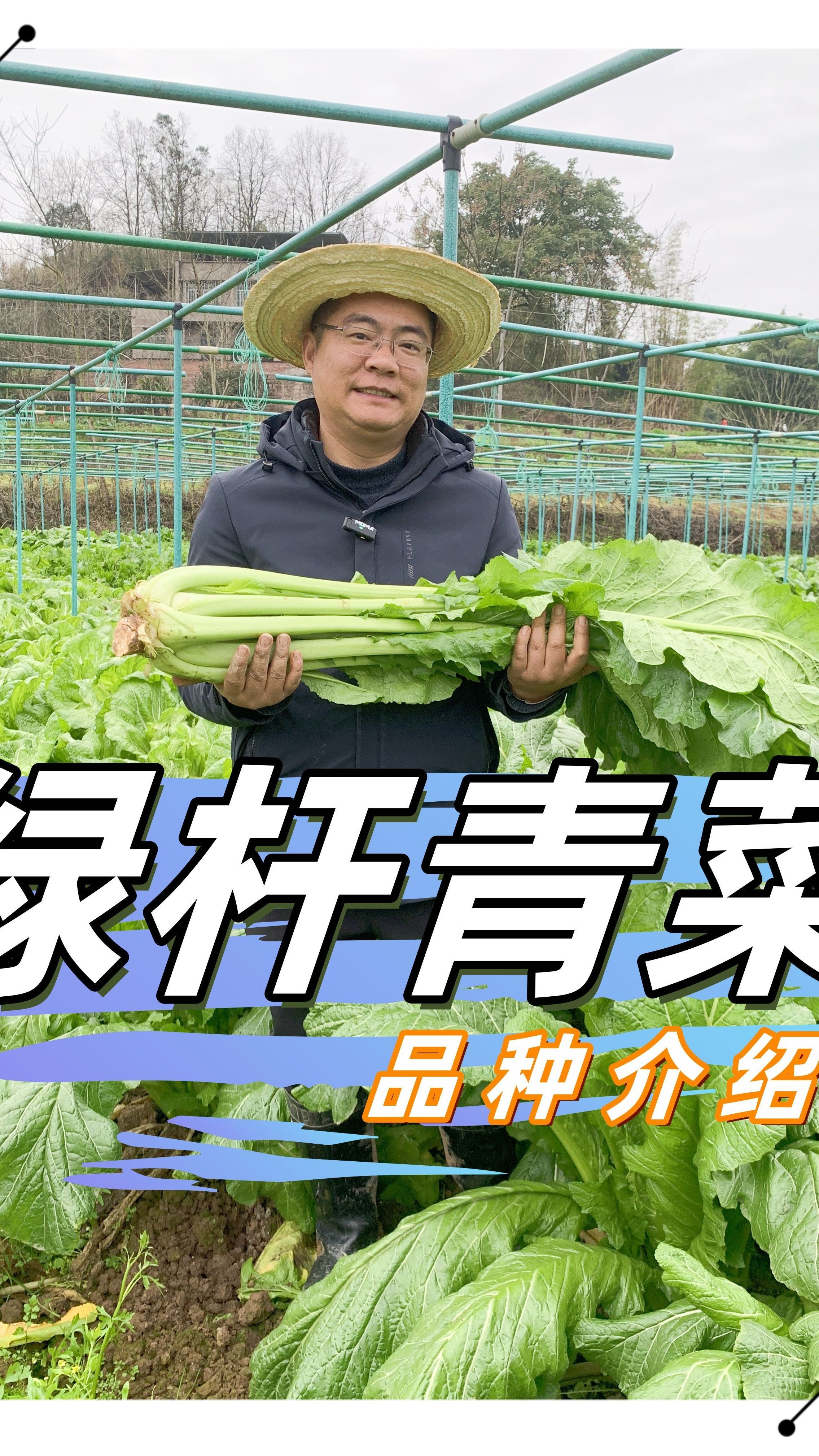 绿杆青菜品种介绍