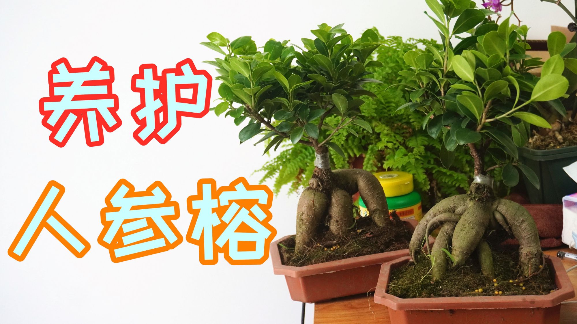 人参榕盆景养护方法,入门级盆景,四季常绿好养活