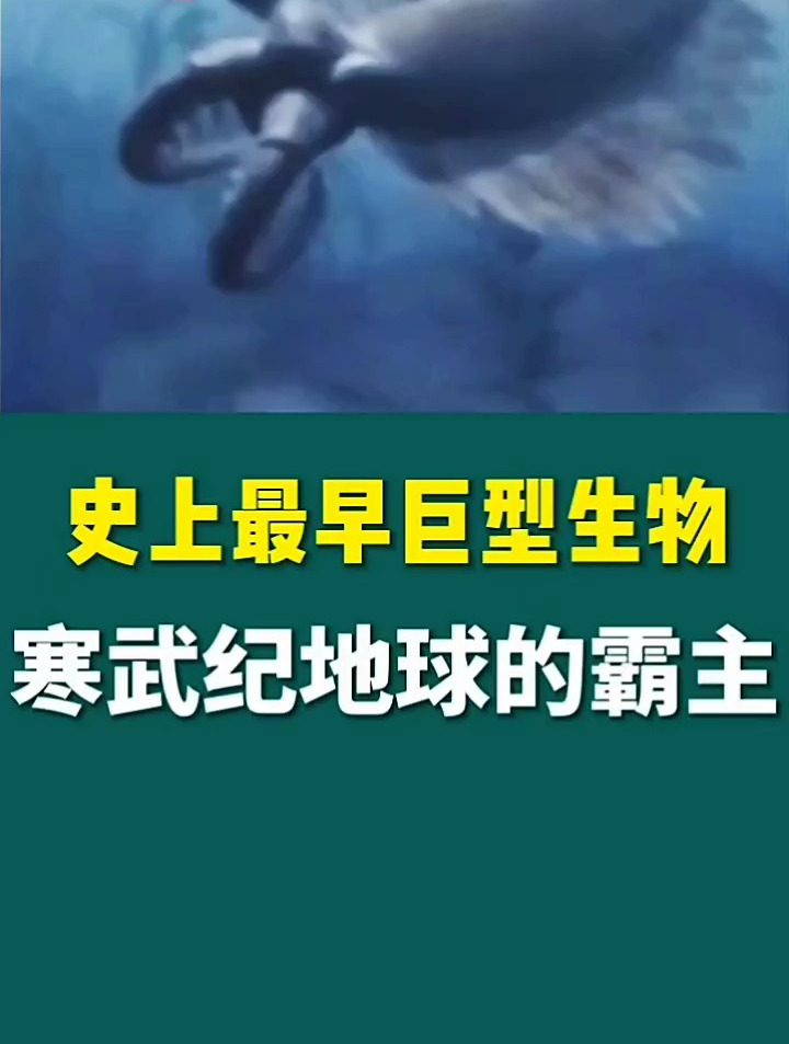 这么大的龙虾够你家吃几天呀?