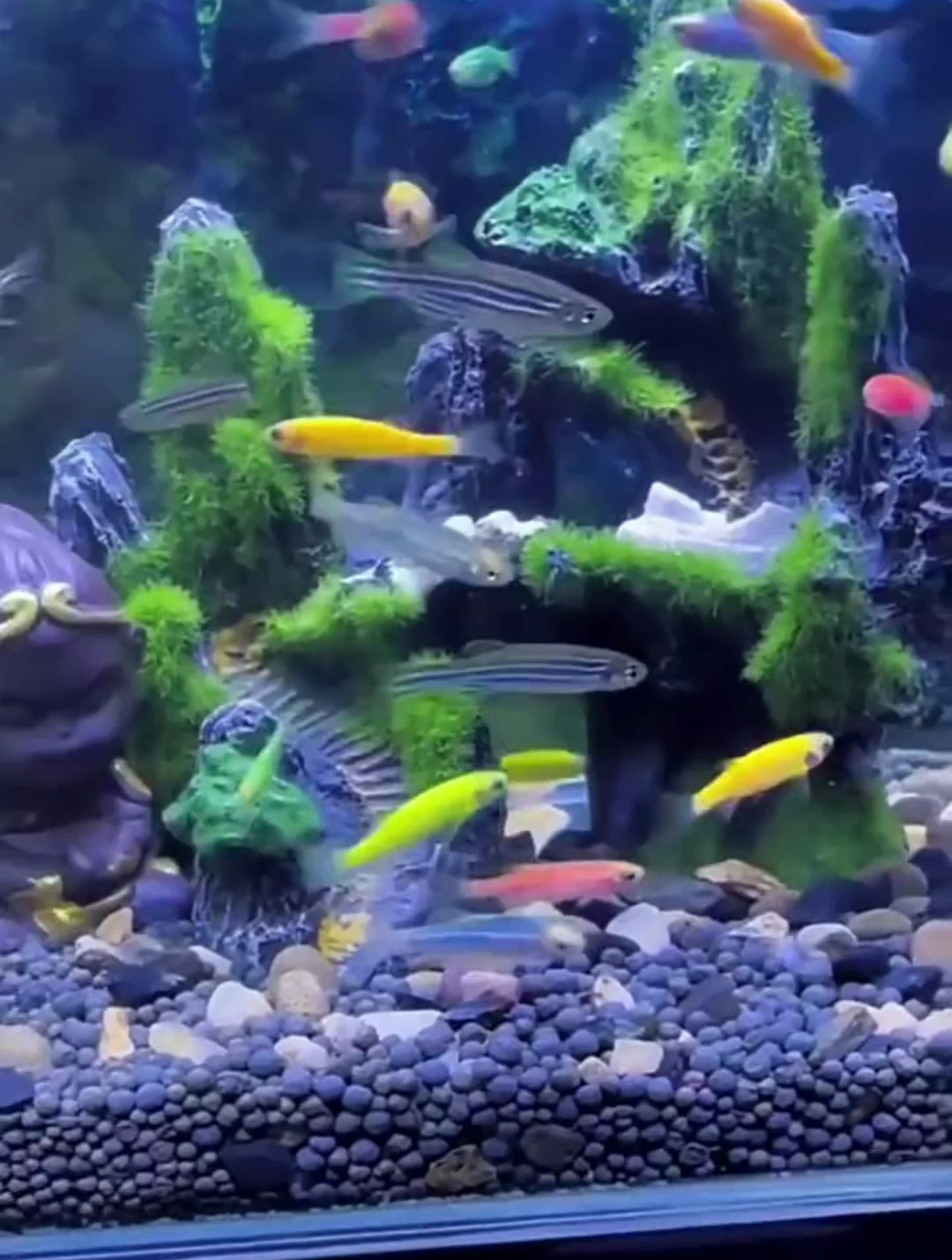 都说斑马鱼好养?那你为什么还是养不活!