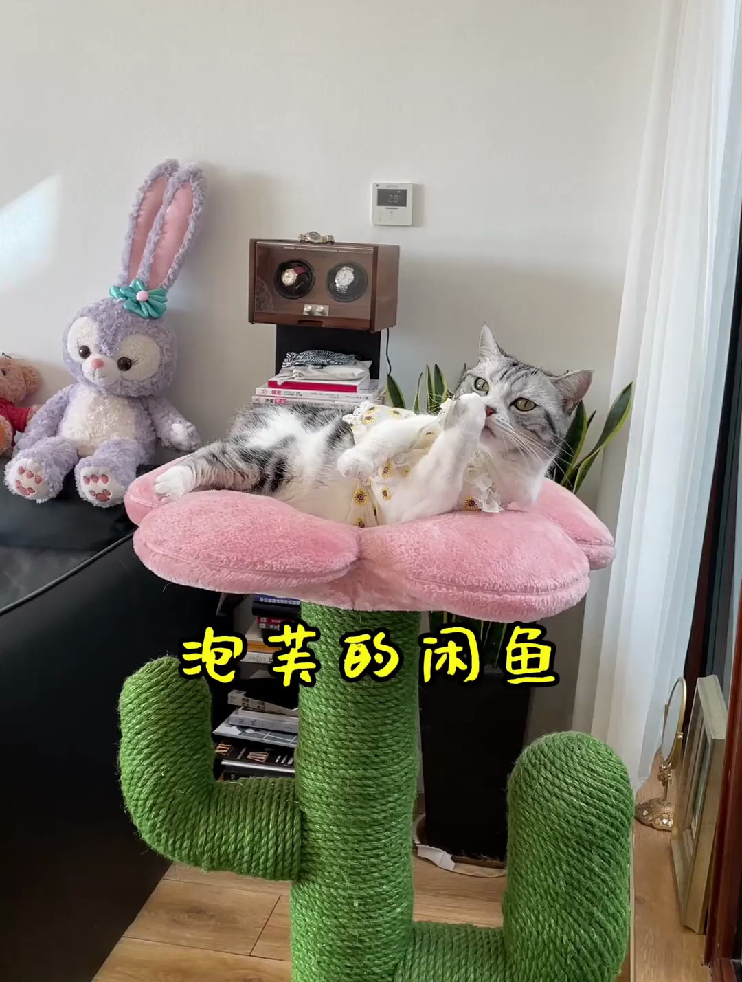 王泡芙的杂货铺已经上线了 有需要的可以看看看