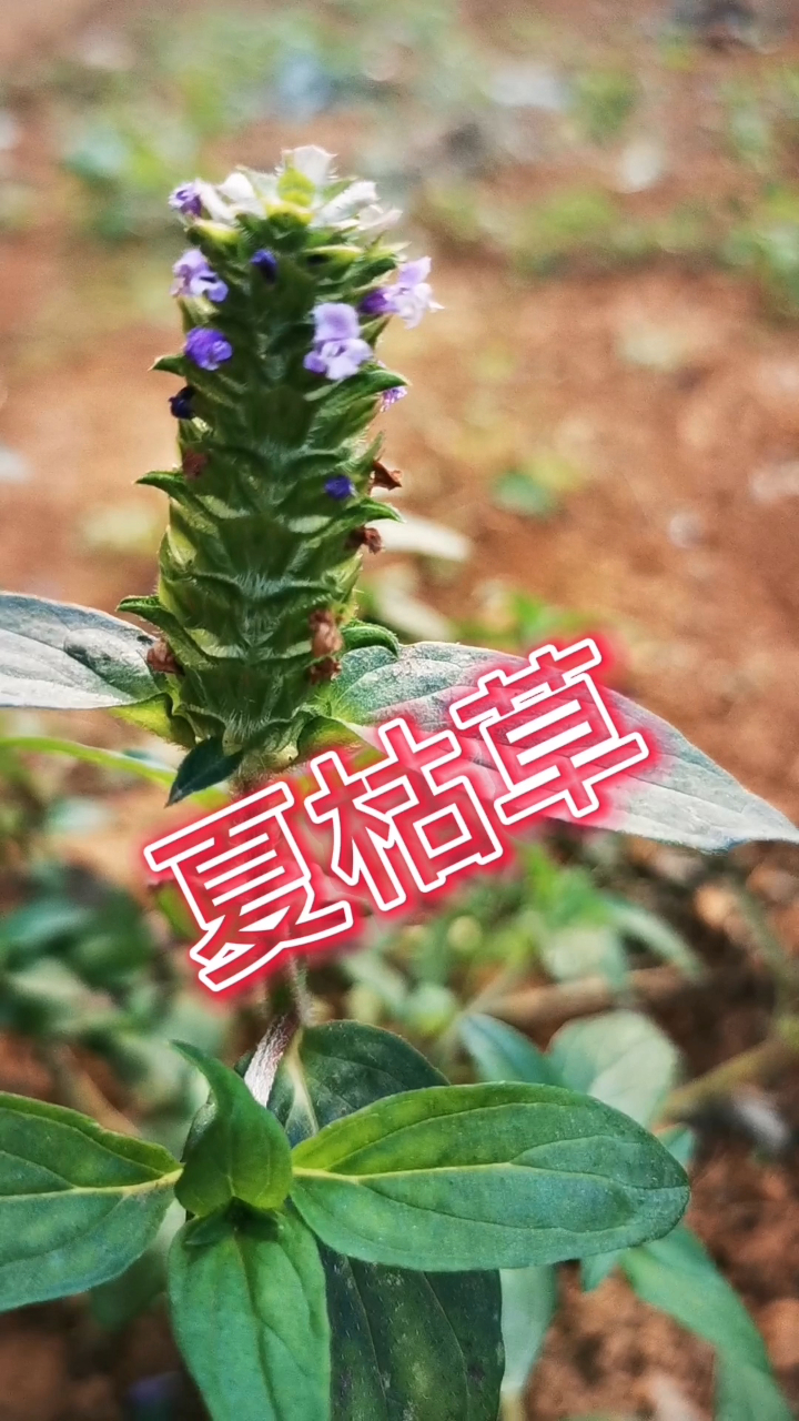 夏枯草,夏季炎热把它找,中暑湿疹不用怕,头痛脑热把水烧