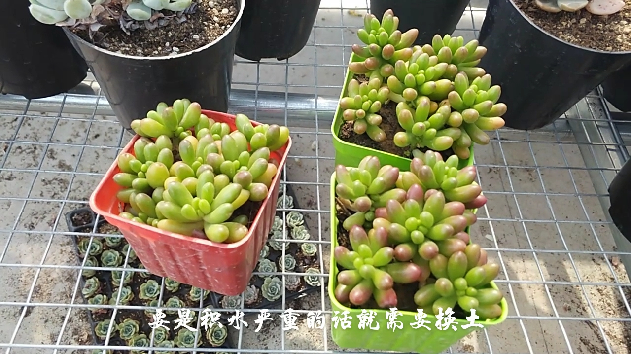 多肉虹之玉萌萌哒,叶片一碰就掉,听小七来分析原因