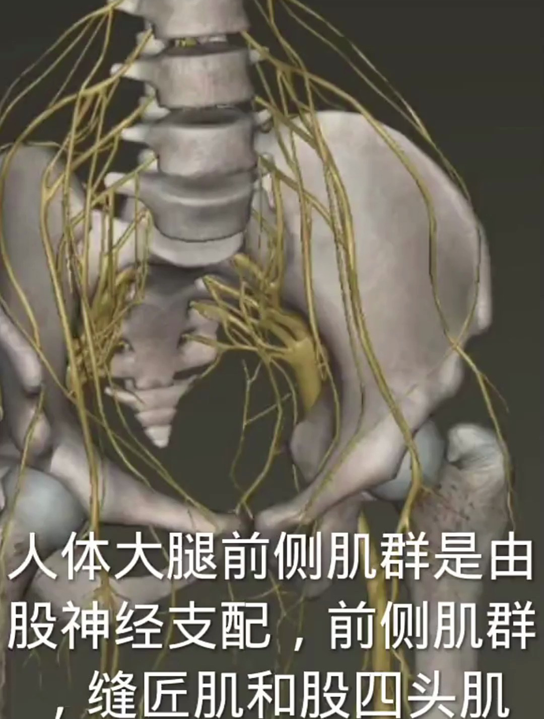 人体大腿前侧肌群由什么支配