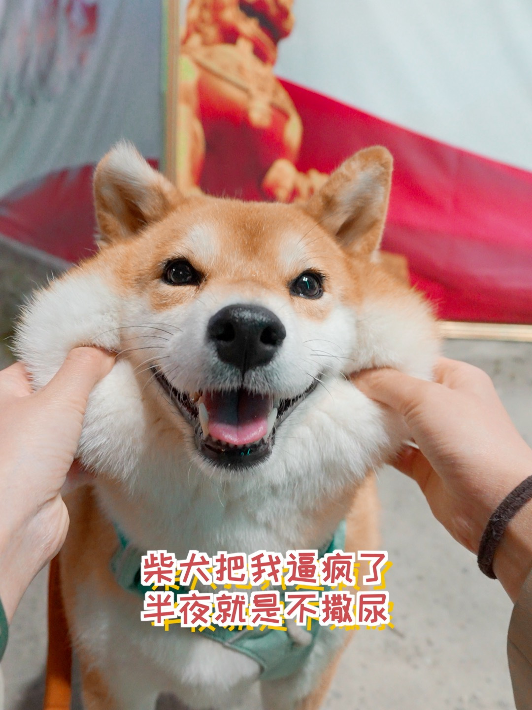 柴犬的倔强真是要把人逼疯,半夜遛弯说不尿就不尿!