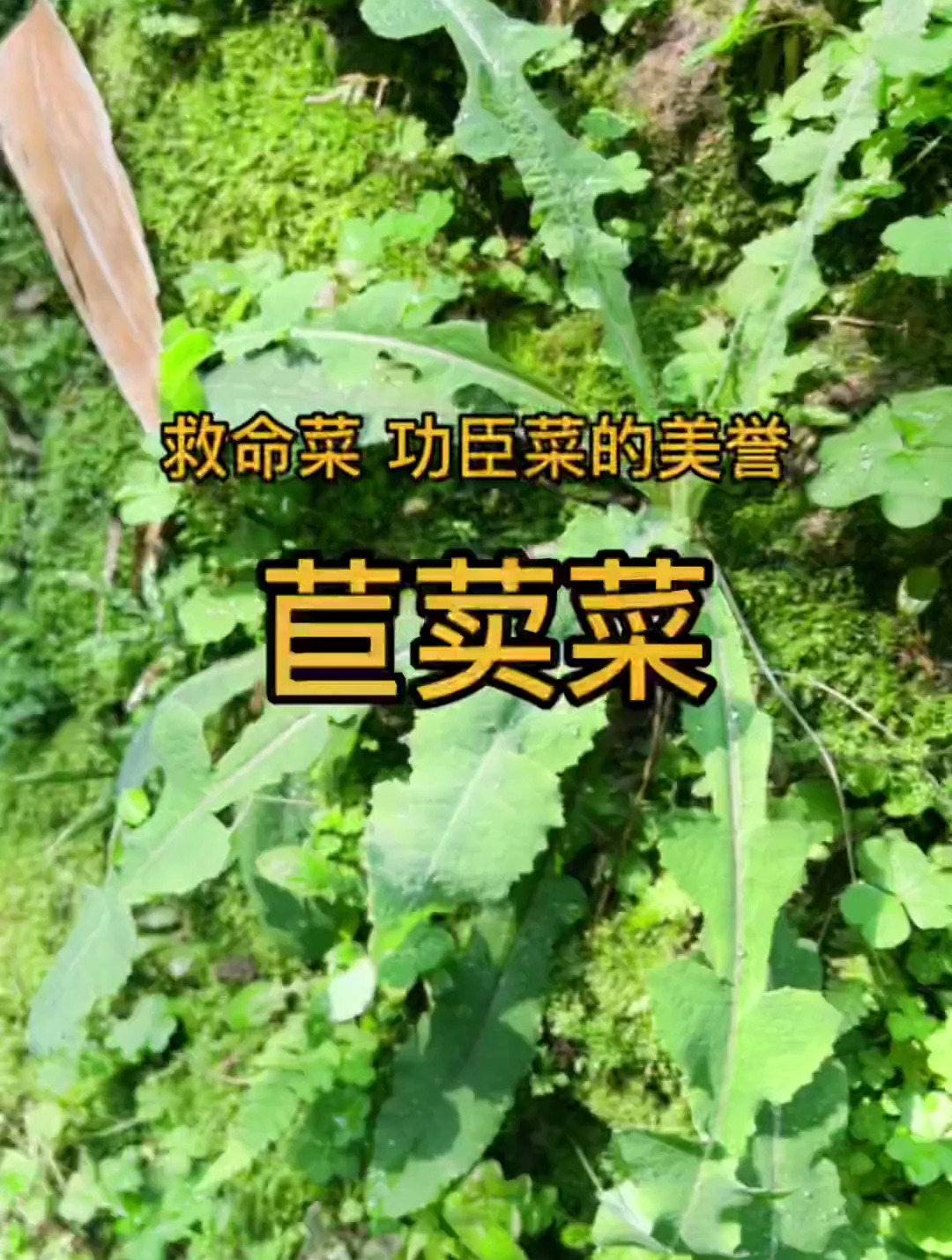 TA有功臣菜救命菜的美誉 还有兔子草苦菜猪草等别名 它就是苣荬菜