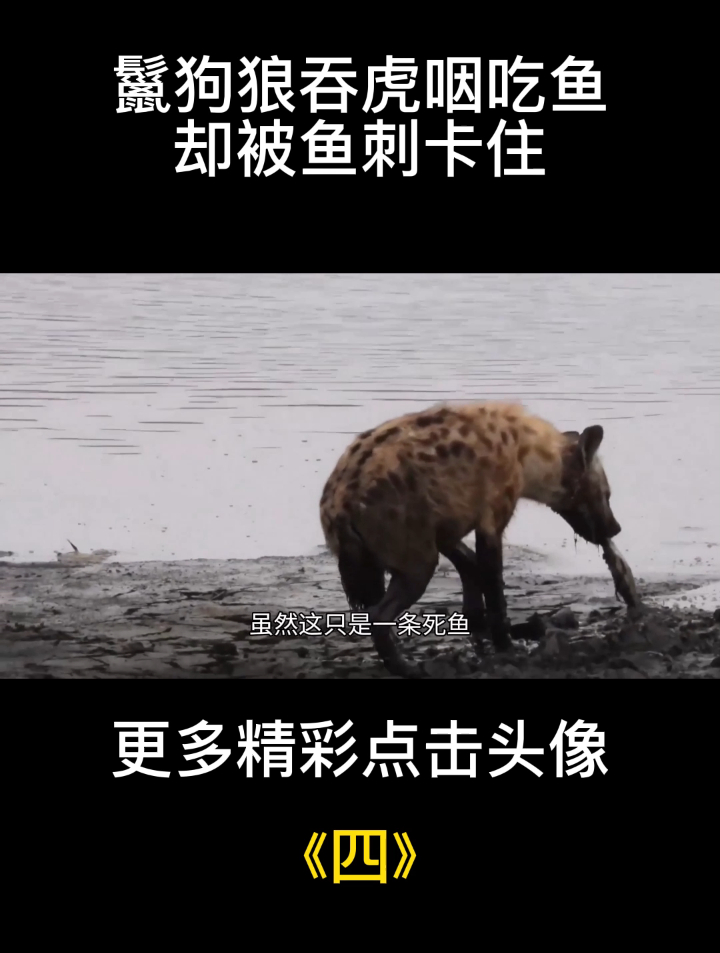 鬣狗狼吞虎咽吃鱼,却被鱼刺卡住