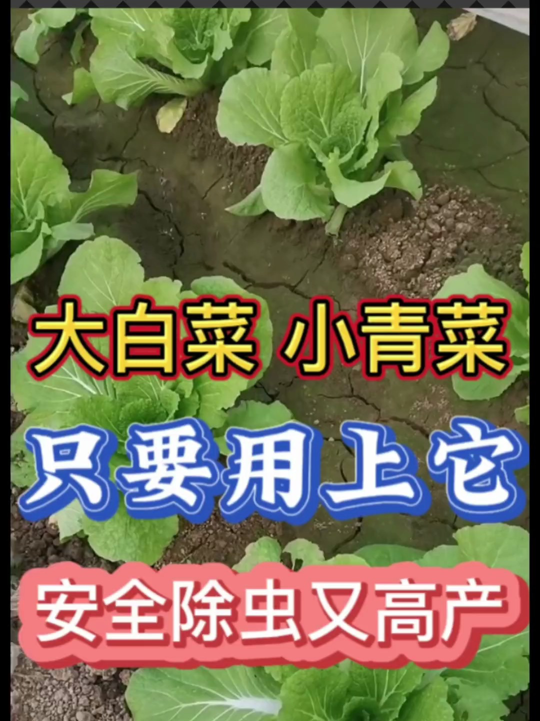白菜青菜生菜除虫小妙招