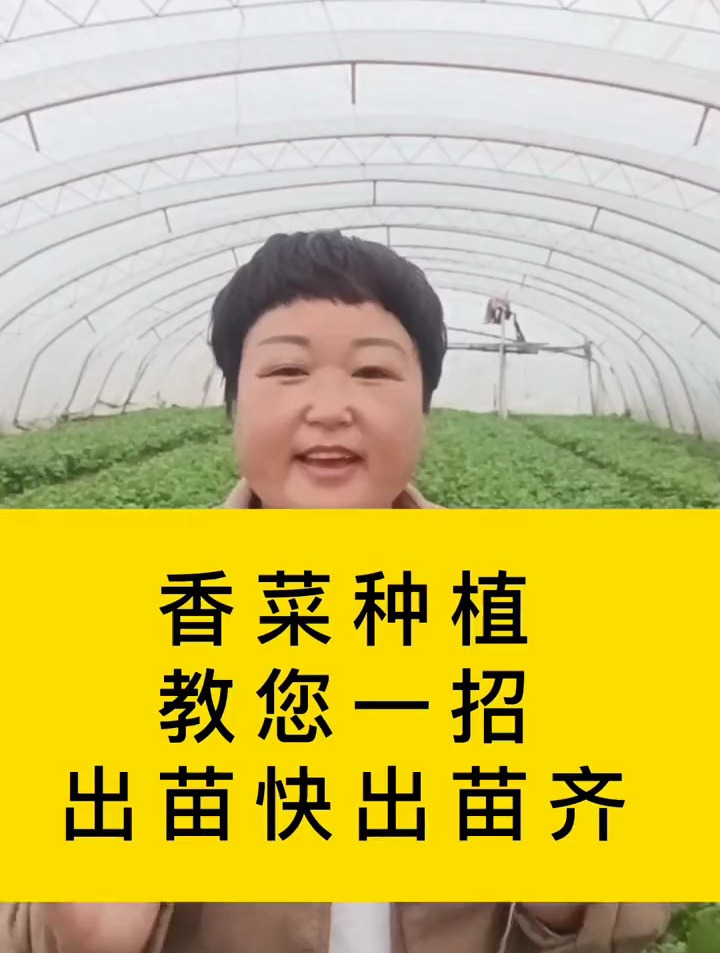 香菜种植教你一招出芽快,出芽齐