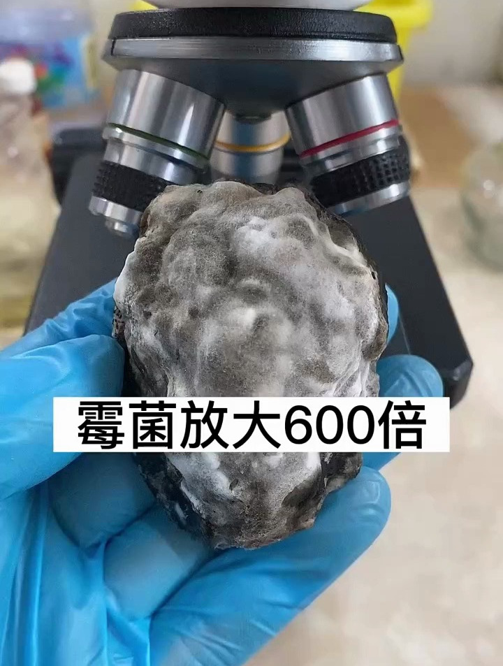 霉菌放大600倍,是什么样子呢?