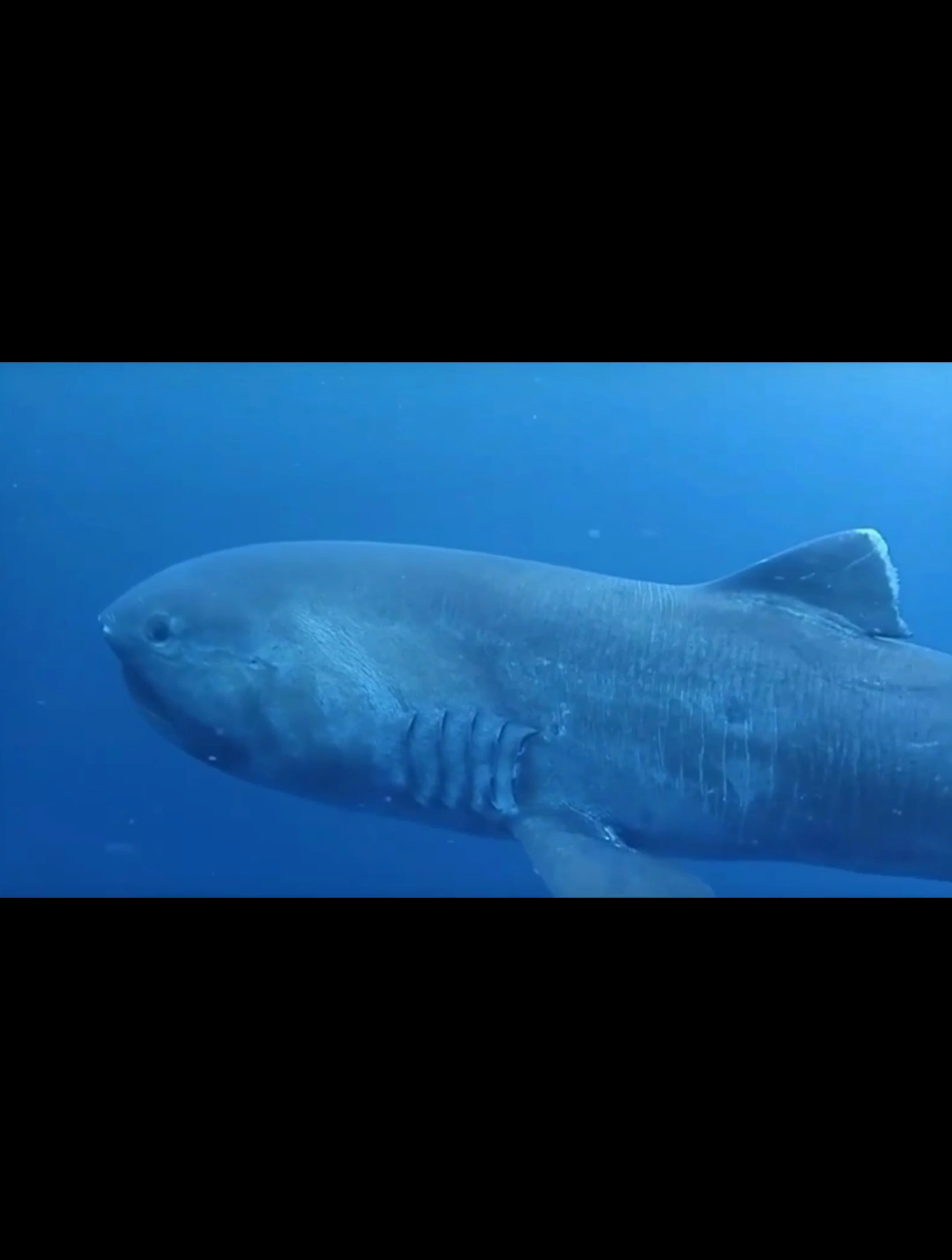 神秘的滤食性鲨鱼——巨口鲨