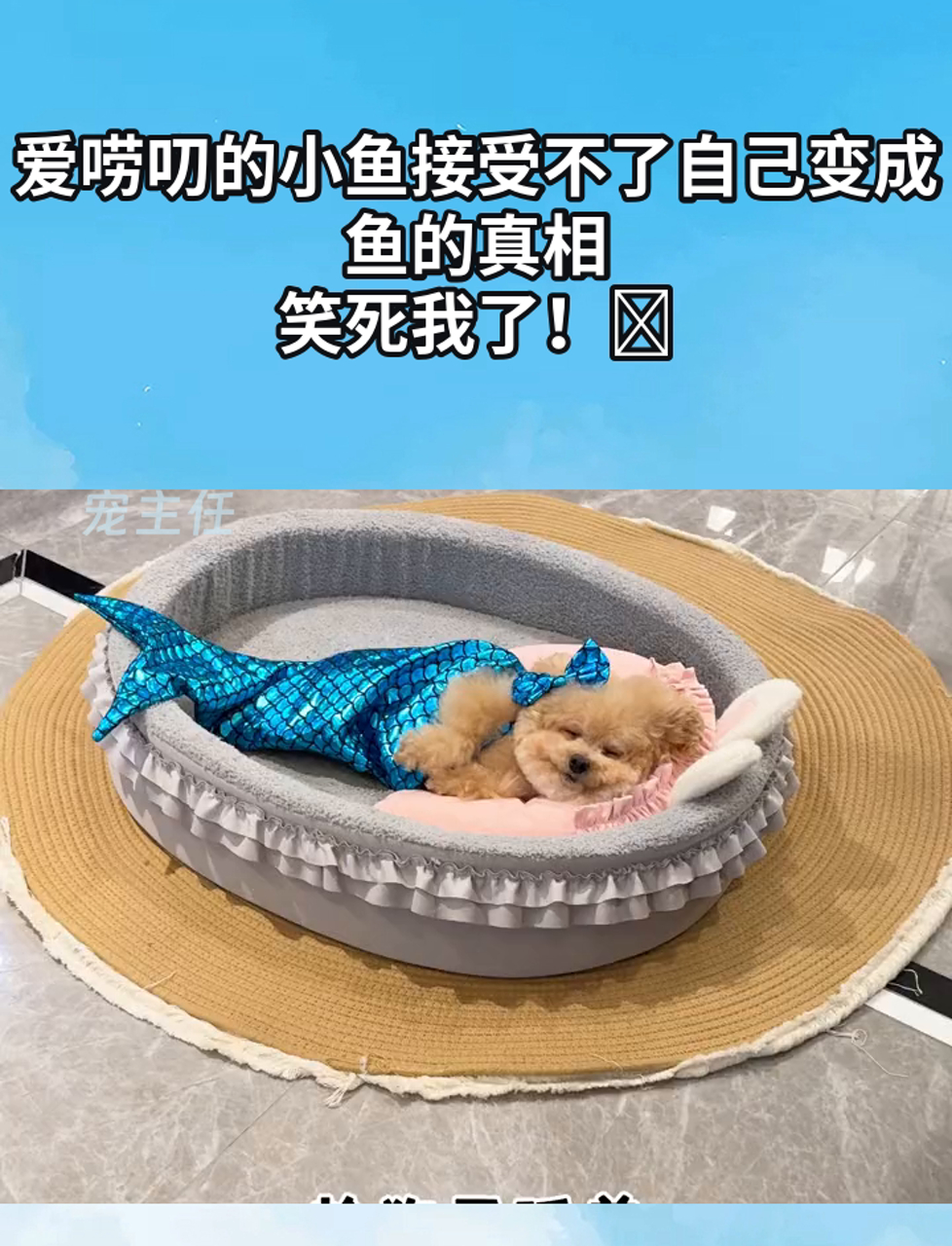爱唠叨的小鱼接受不了自己变成鱼的真相,笑死我了!