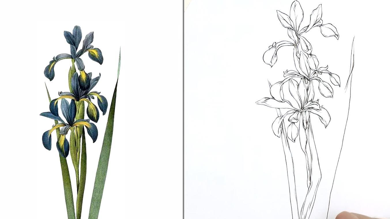 线条够流畅的来画这朵兰花,花卉单体速写——兰花