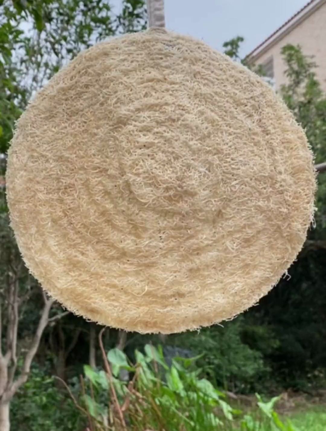 用老丝瓜做一个蒸笼垫