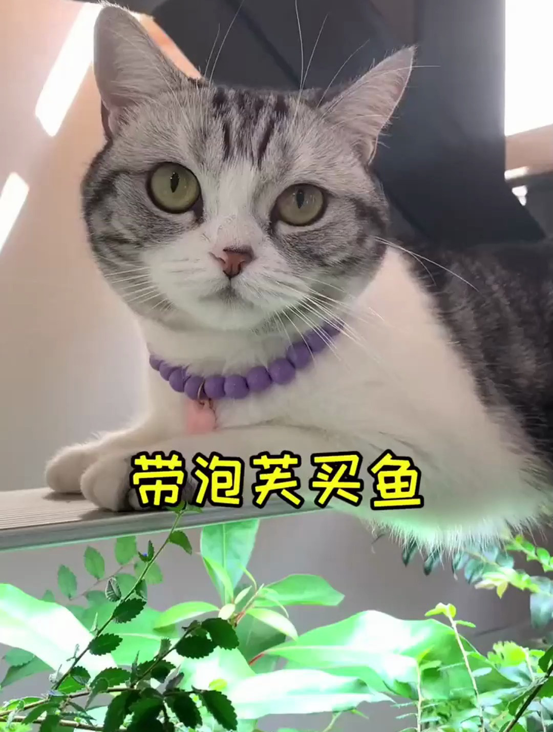 带泡芙去买100条小热带鱼