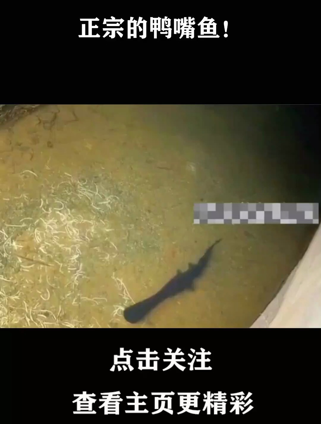 正宗的鸭嘴鱼!正宗的鸭嘴鱼!