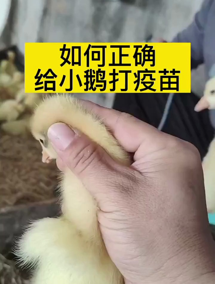如何正确给小鹅打疫苗