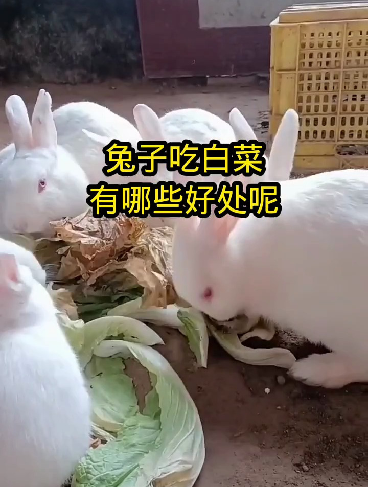 兔子吃白菜,好处多的不得了,你知道吗