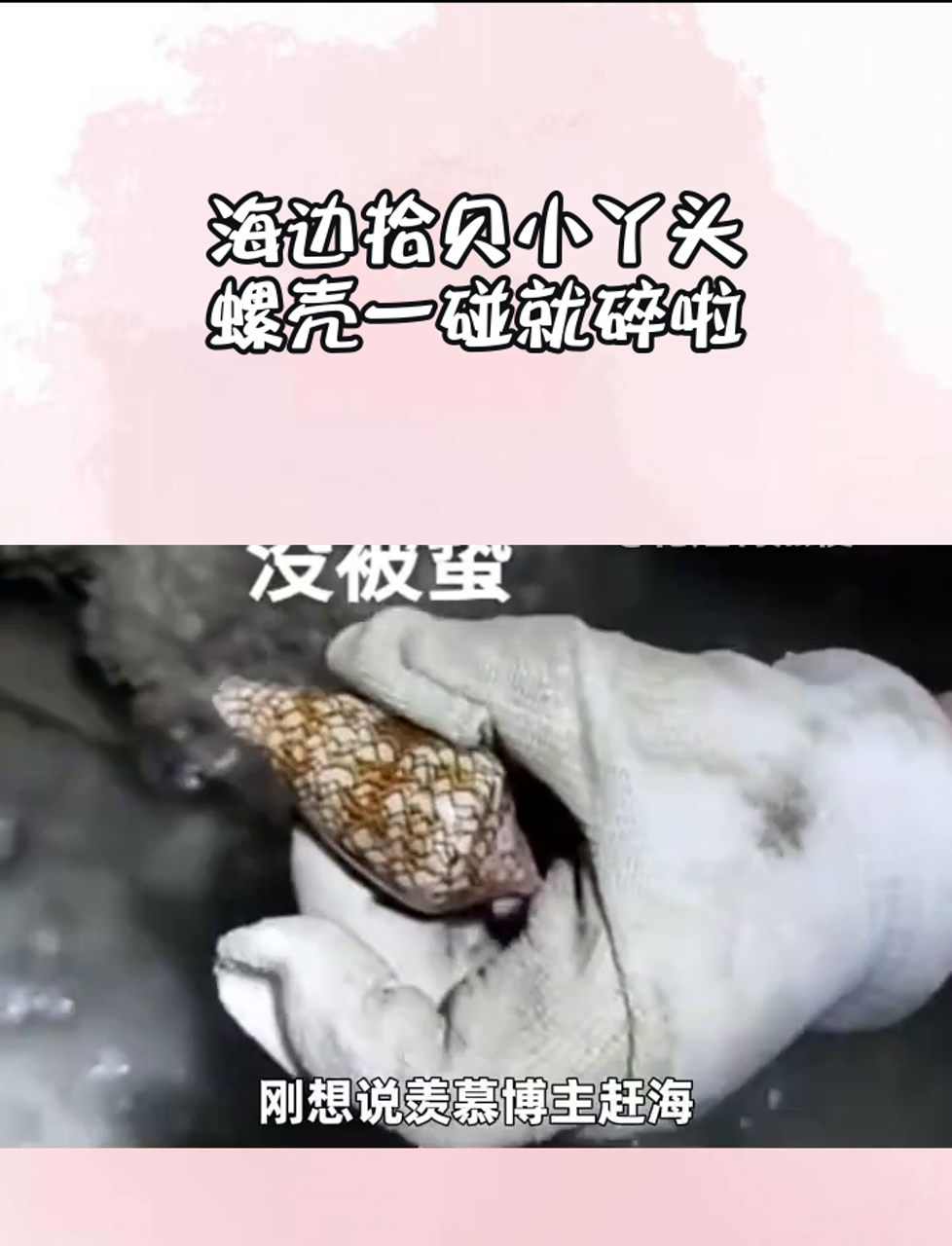 鸡心螺有剧毒？！网友：海底小纵队都有讲