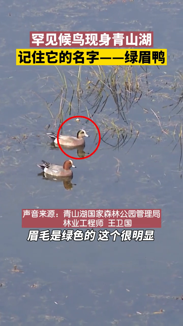 罕见候鸟首次现身浙江!快来瞅瞅,还有绿色的“眼线”呢!