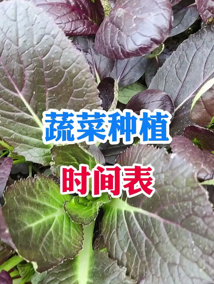 一年四季蔬菜种植时间表