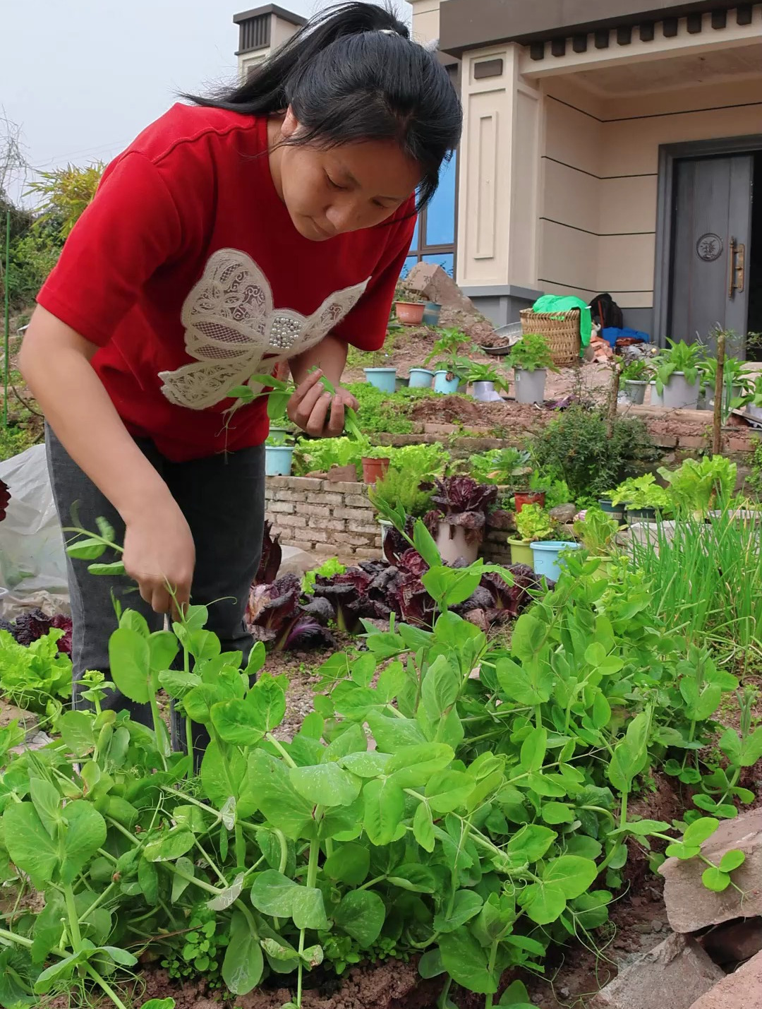 冬季最爱的蔬菜豌豆尖,不用下锅直接烫熟,清香脆嫩口感非常好