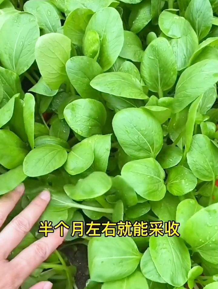 秋季种鸡毛菜掌握这3个技巧,5天出苗20天采收多种点能吃到明年!