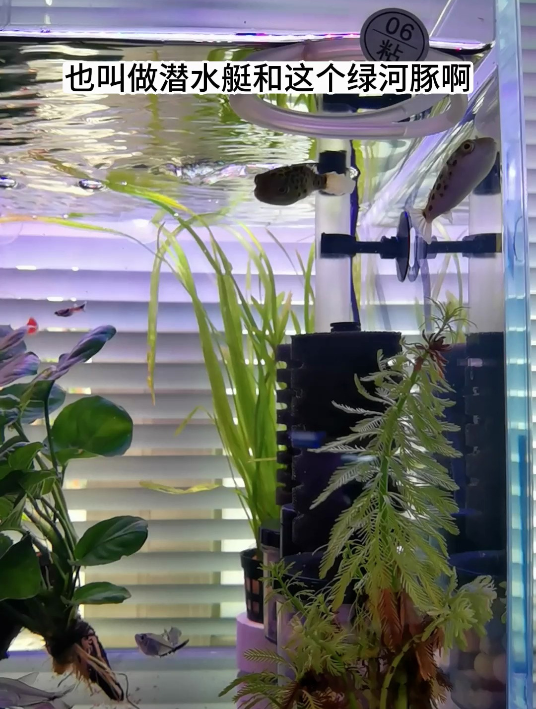 潜水艇鱼生活在热带的淡水鱼及汽水域底层,成鱼体长可达17厘米