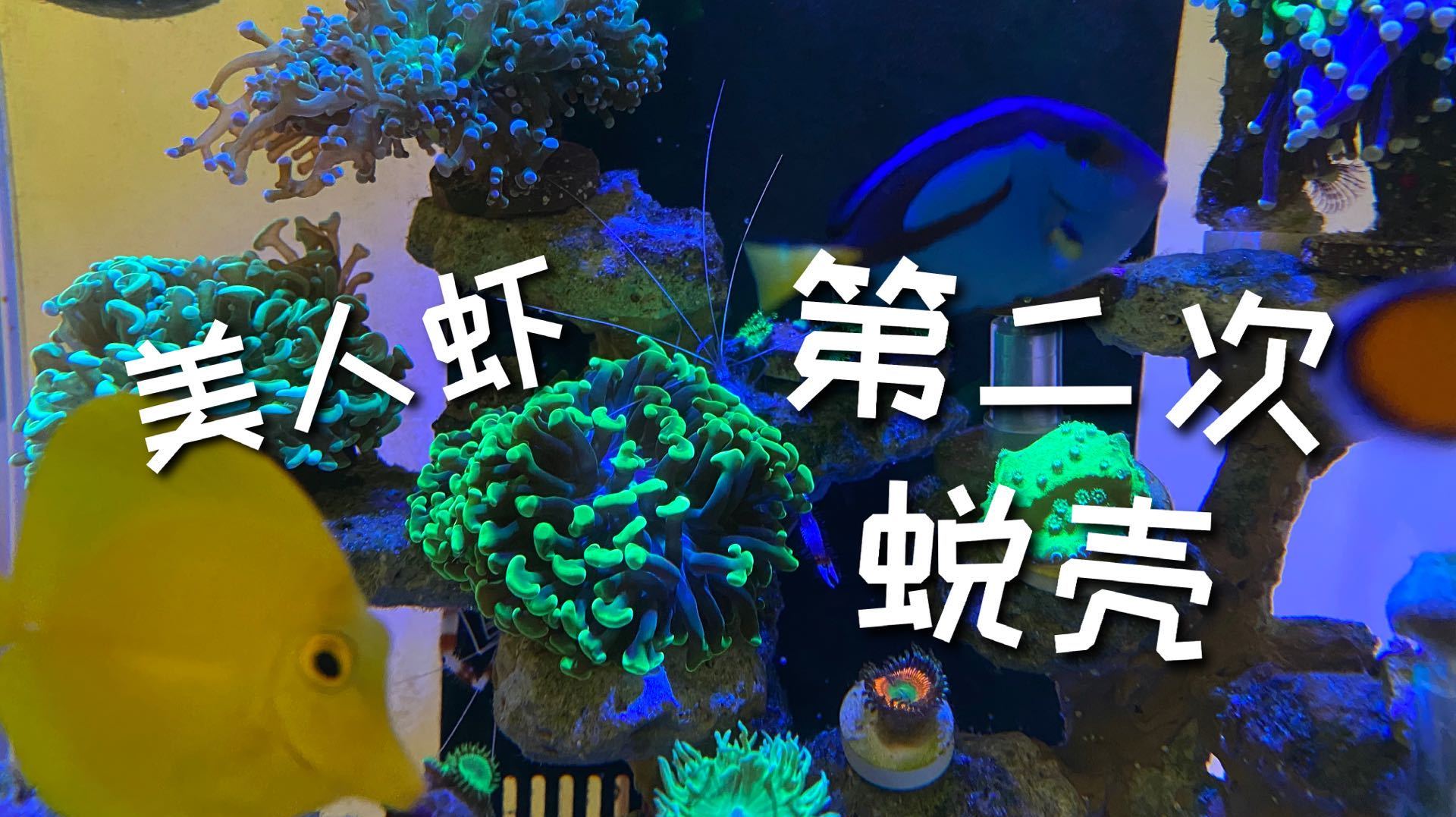 美人虾入缸后第二次蜕壳,到底适不适合养主缸