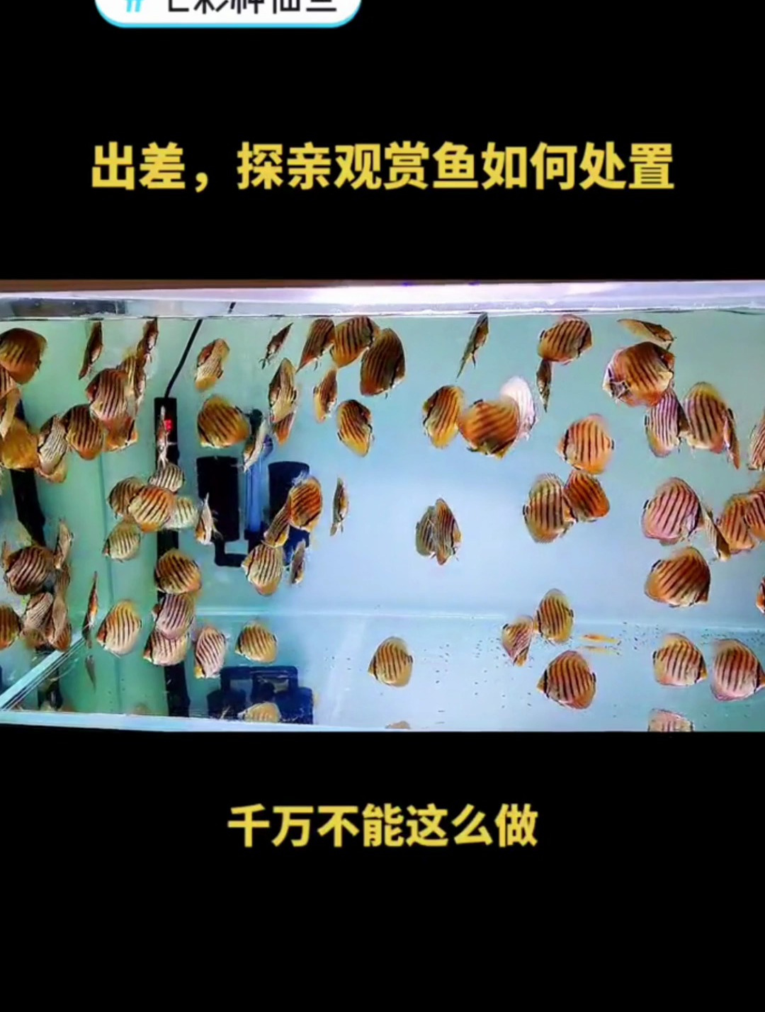 出门几天观赏鱼应如何处理和喂食？如果走个三五天，应该这样处理