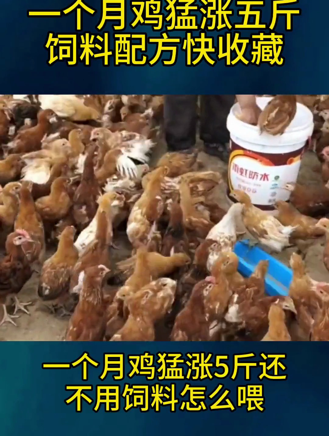 一个月鸡猛涨五斤,饲料配方快收藏