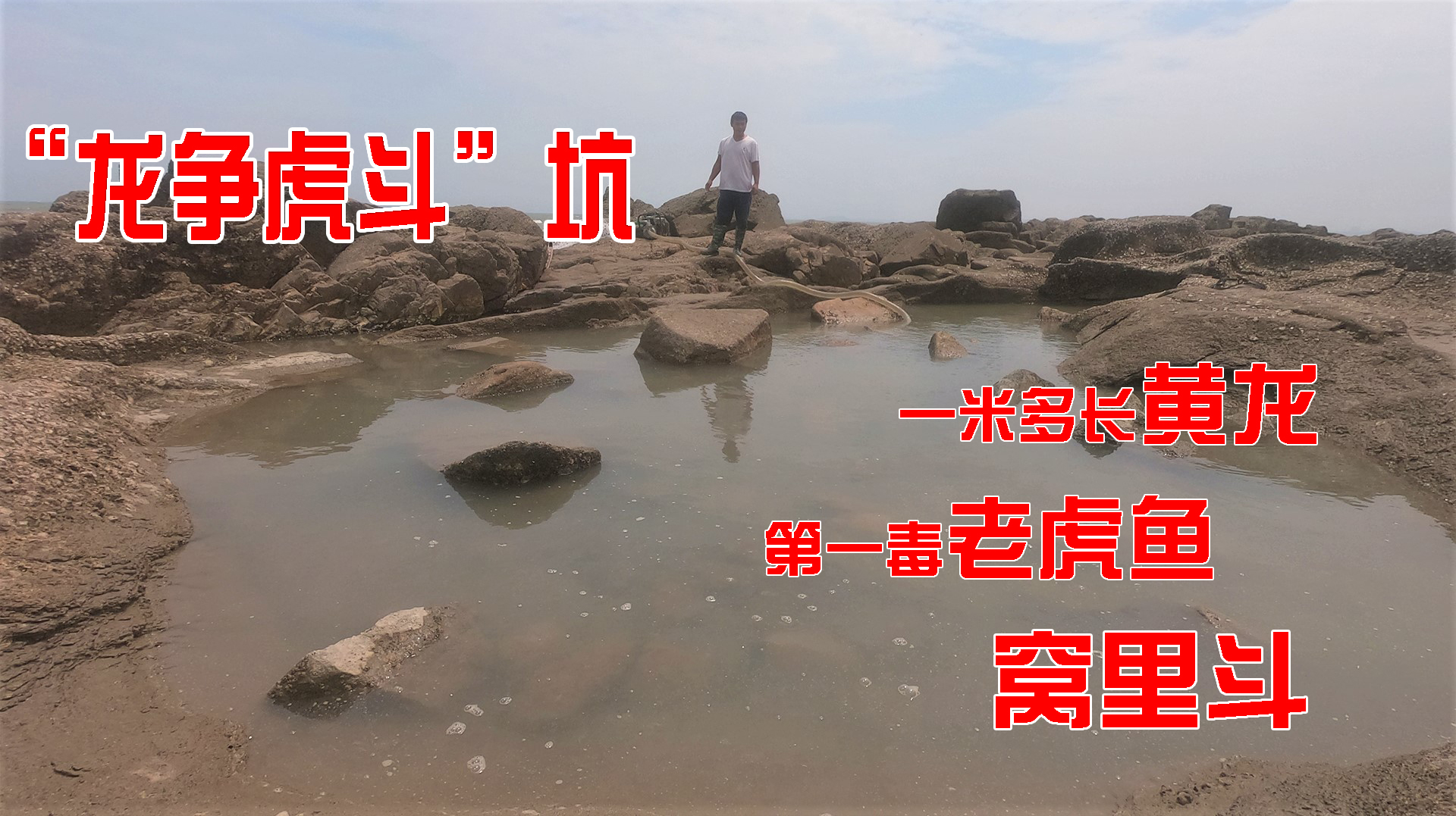 赶海遇“龙争虎斗”坑,一米多长黄龙鳗和毒虎鱼窝里斗,场面劲爆