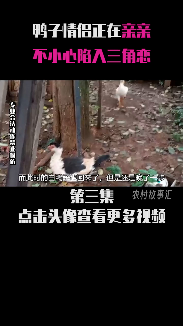 超热闹!大场面修罗场,鸭情侣秀恩爱,绿鸭来搅局