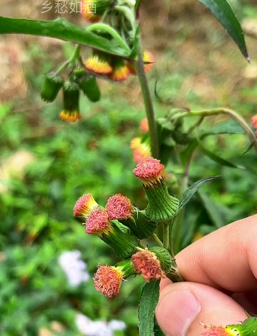 咱们那的革命菜,野茼蒿,你老家还有吗?