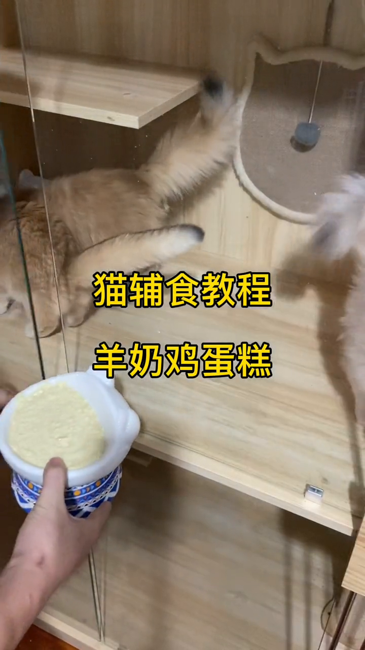 小猫吃的胖呼的辅食教程来啦