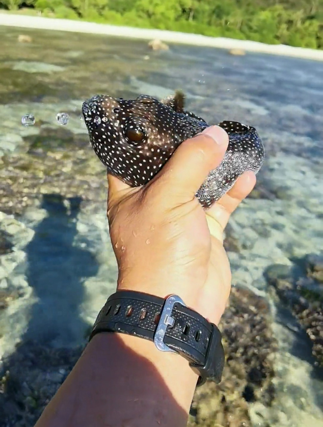 赶海中:小笨鱼又被我抓到了,也太好拿捏了吧