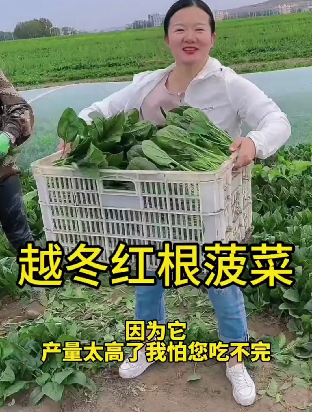 菠菜品种千千万,如何选择,才能安全过冬